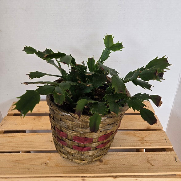 704 Christmas Cactus