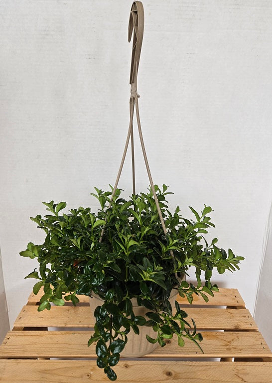 701 Goldfish Plant