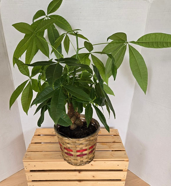 702 Money Tree