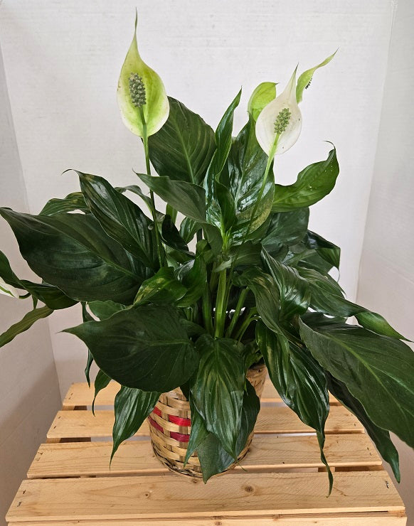 706 Peace Lilly