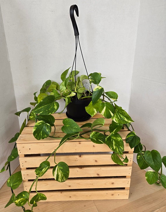 Plants