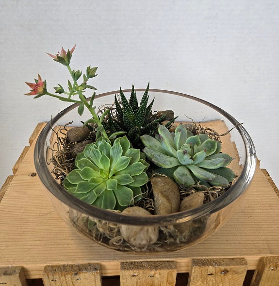 707 Succulent Garden